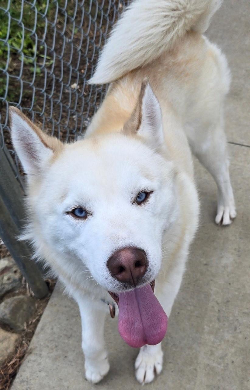 Enlarge Yurek, a Adoptable Siberian Husky in Lockport, IL image 3/4