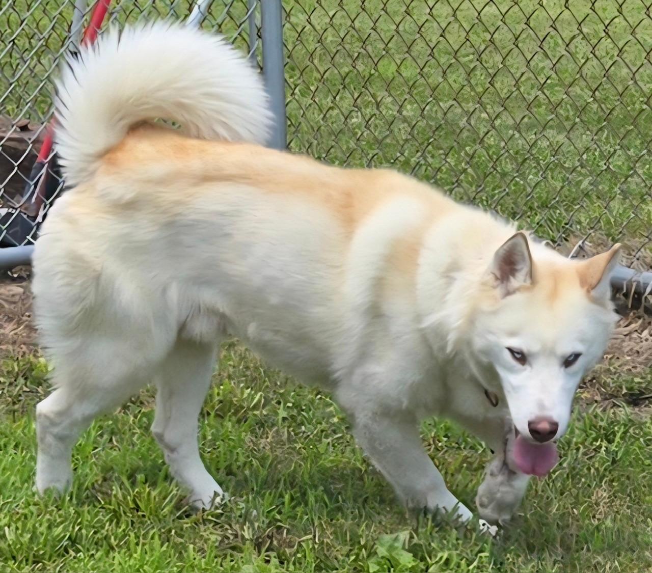 Enlarge Yurek, a Adoptable Siberian Husky in Lockport, IL image 4/4