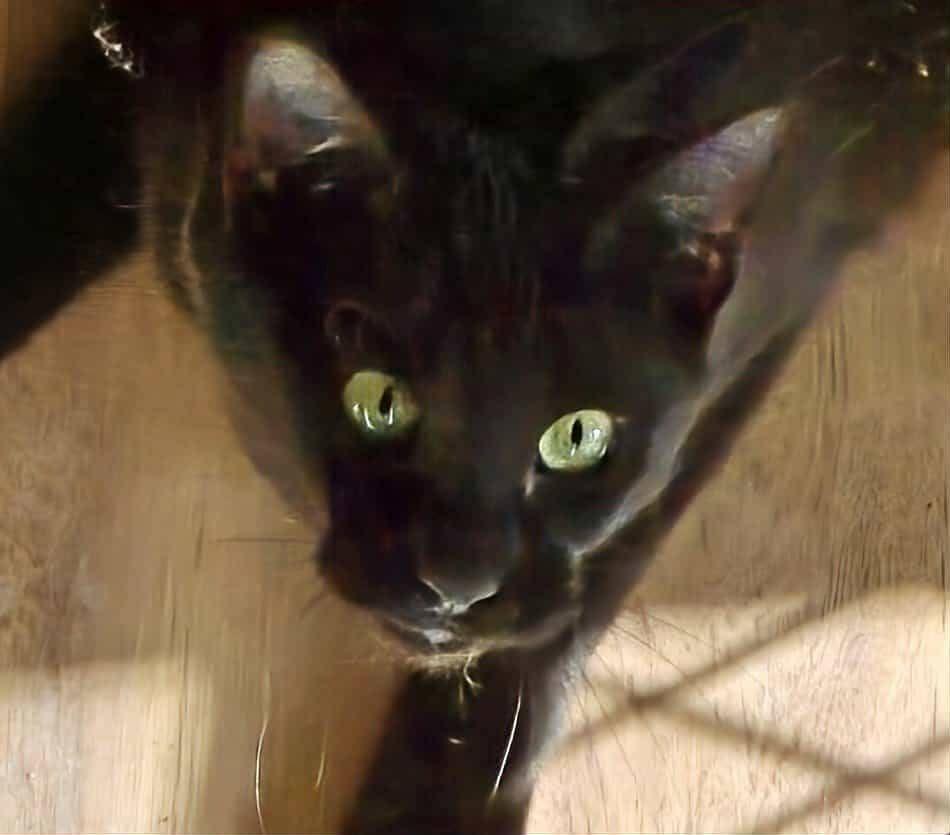 Enlarge Kitty, a Adoptable mixed breed in Miami, OK image 1/4