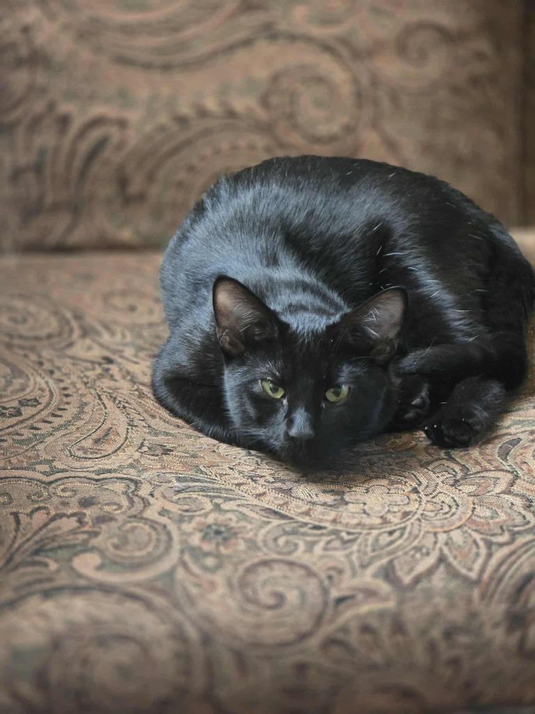 Enlarge Kitty, a Adoptable mixed breed in Miami, OK image 2/4