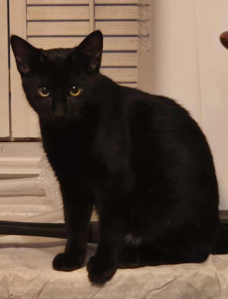 Enlarge Kitty, a Adoptable mixed breed in Miami, OK image 3/4