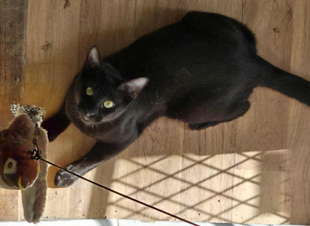 Enlarge Kitty, a Adoptable mixed breed in Miami, OK image 4/4