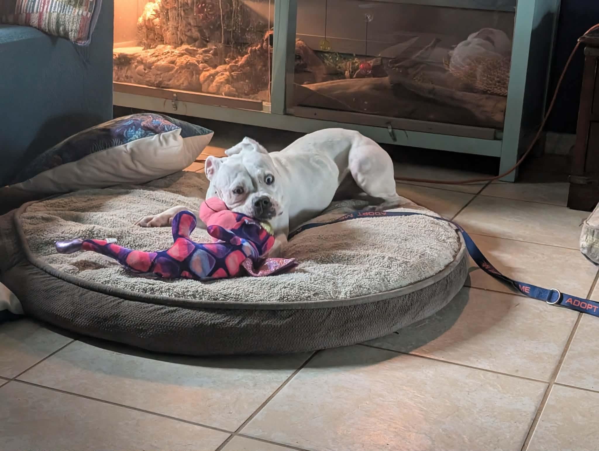 Cricket, Adoptable, Puppy Female Boxer.