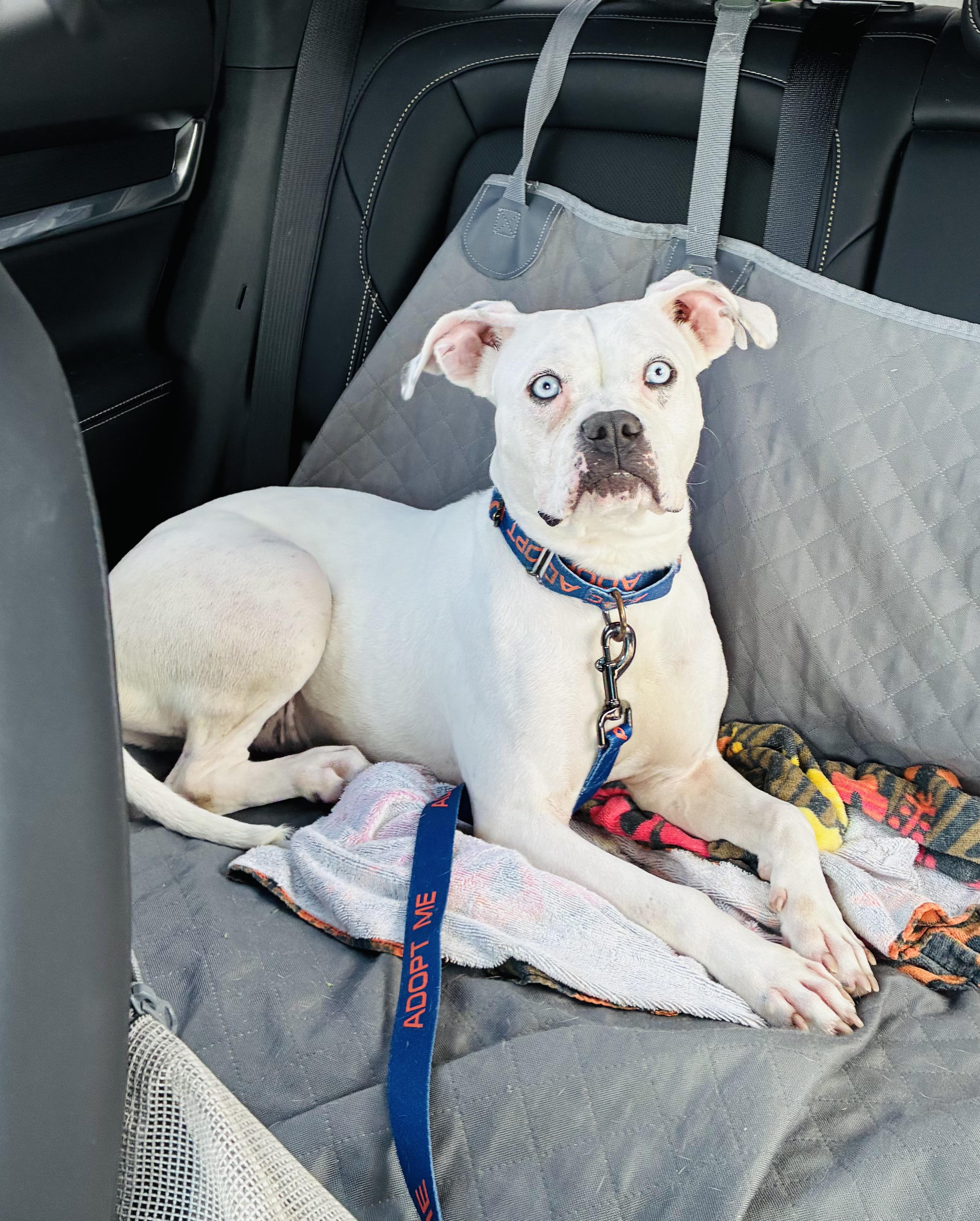 Enlarge Cricket, a Adoptable Boxer in Estero, FL image 2/3