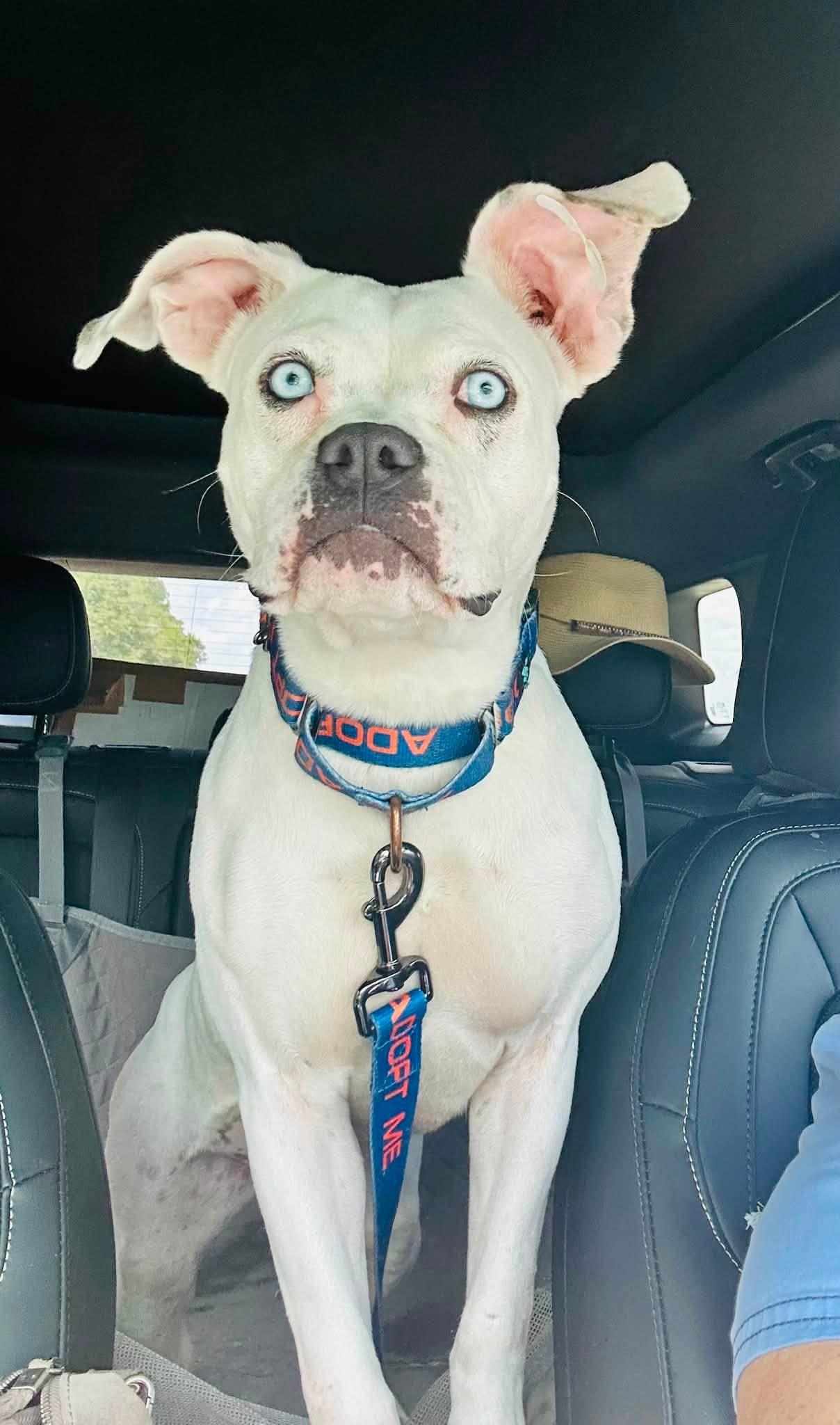 Enlarge Cricket, a Adoptable Boxer in Estero, FL image 3/3