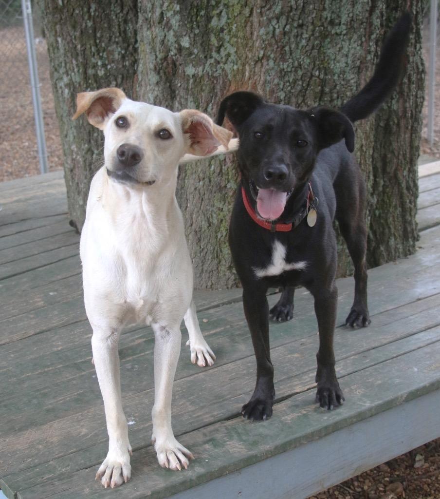 Puttie 25, Adoptable, Young Female Mixed Breed & Mixed Breed.