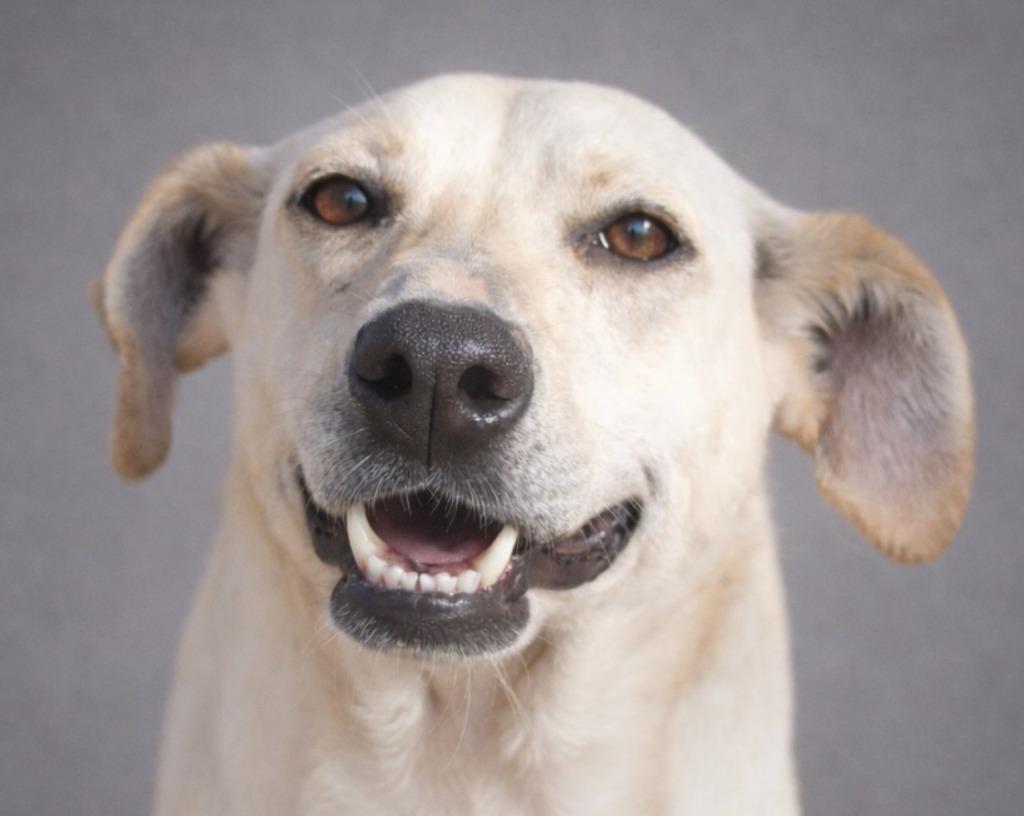 Enlarge Puttie Belle 25, a Adoptable mixed breed in Brookhaven, MS image 1/4
