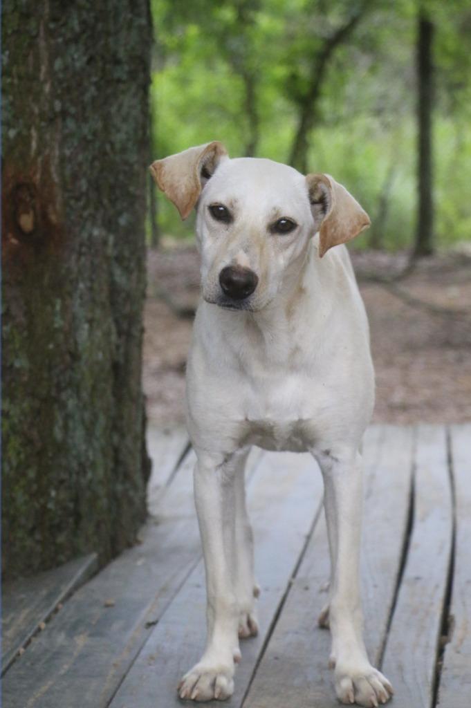 Enlarge Puttie 25, a Adoptable mixed breed in Brookhaven, MS image 2/3