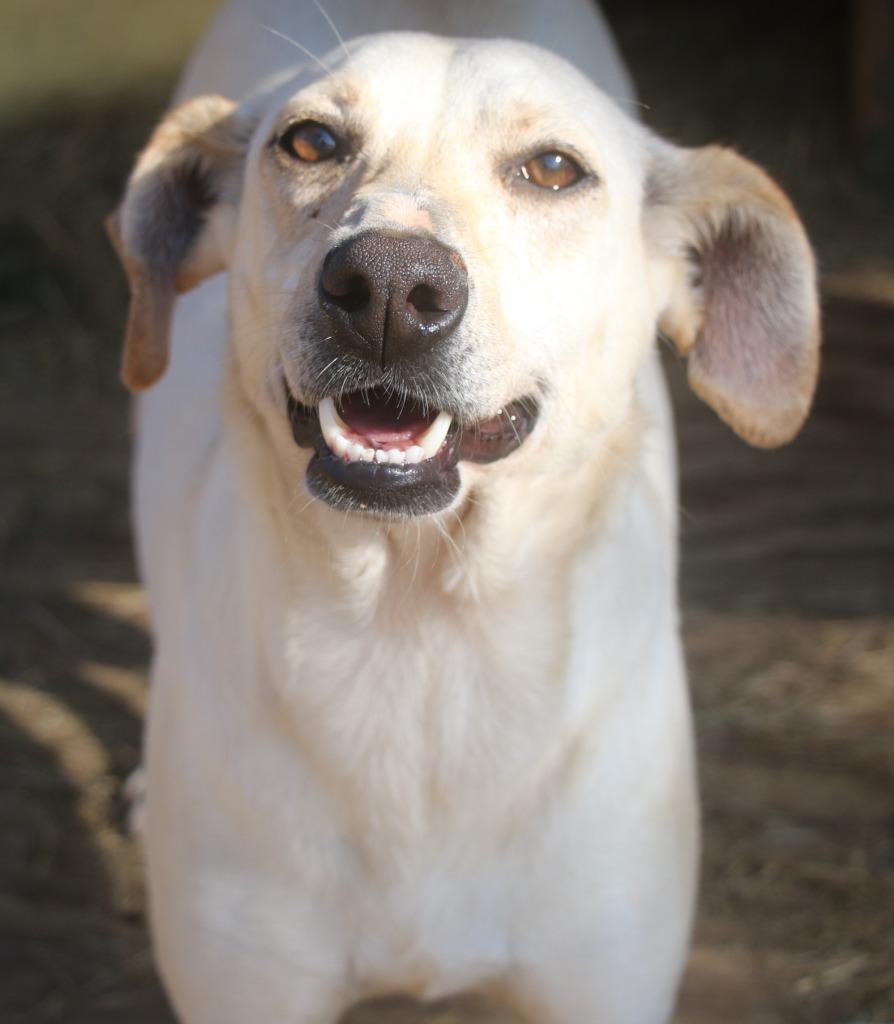 Enlarge Puttie Belle 25, a Adoptable mixed breed in Brookhaven, MS image 2/4