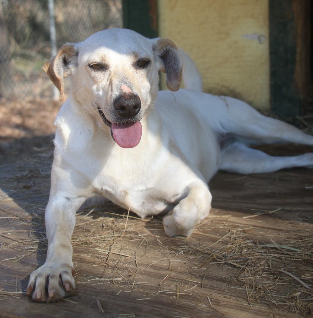 Enlarge Puttie Belle 25, a Adoptable mixed breed in Brookhaven, MS image 3/4