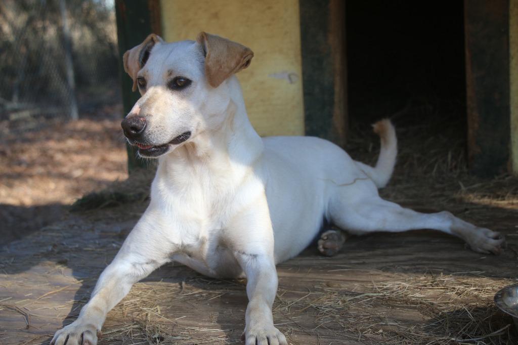 Enlarge Puttie Belle 25, a Adoptable mixed breed in Brookhaven, MS image 4/4