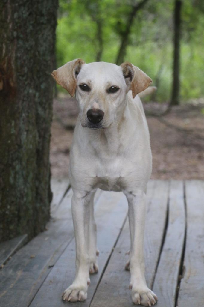 Enlarge Puttie 25, a Adoptable mixed breed in Brookhaven, MS image 3/3