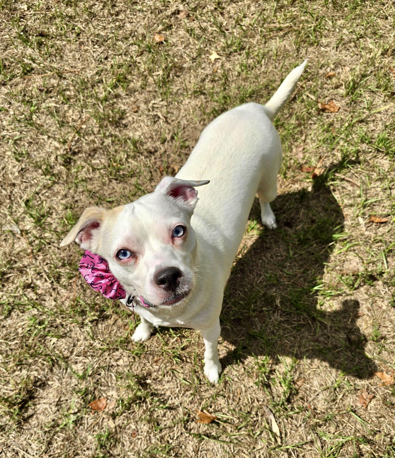 Mila, Adoptable, Adult Female Chihuahua & Boxer.