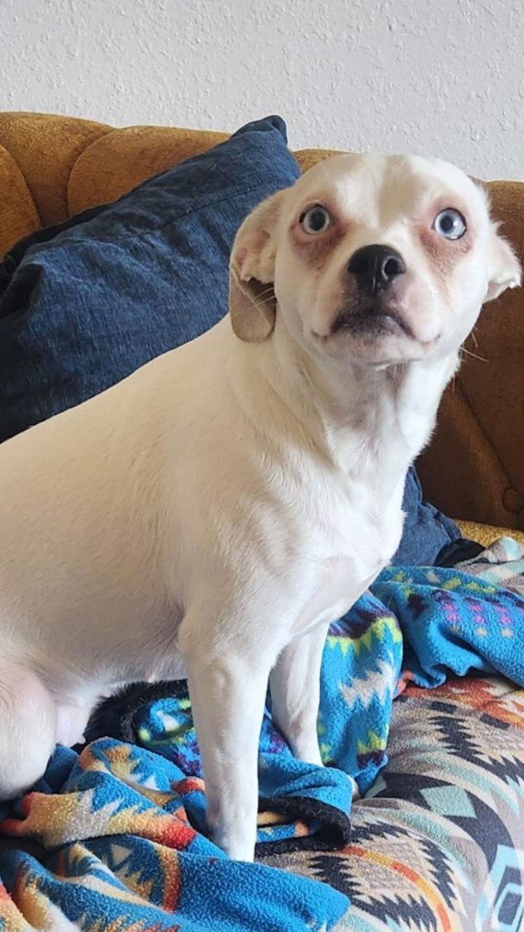 Mila, a Adoptable mixed breed in Texarkana, TX image 2/3