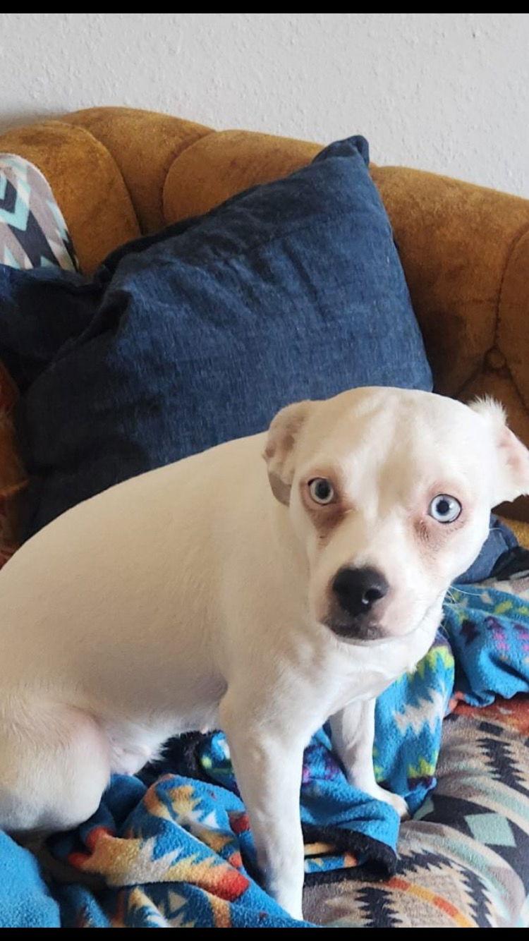 Mila, a Adoptable mixed breed in Texarkana, TX image 3/3