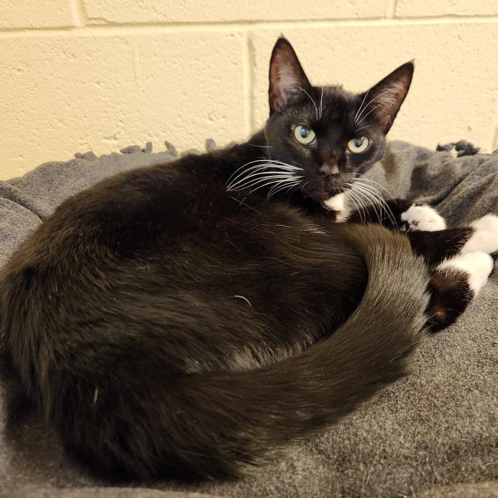 Enlarge Diamond, a Adoptable Domestic Short Hair in Naples, FL image 1/4