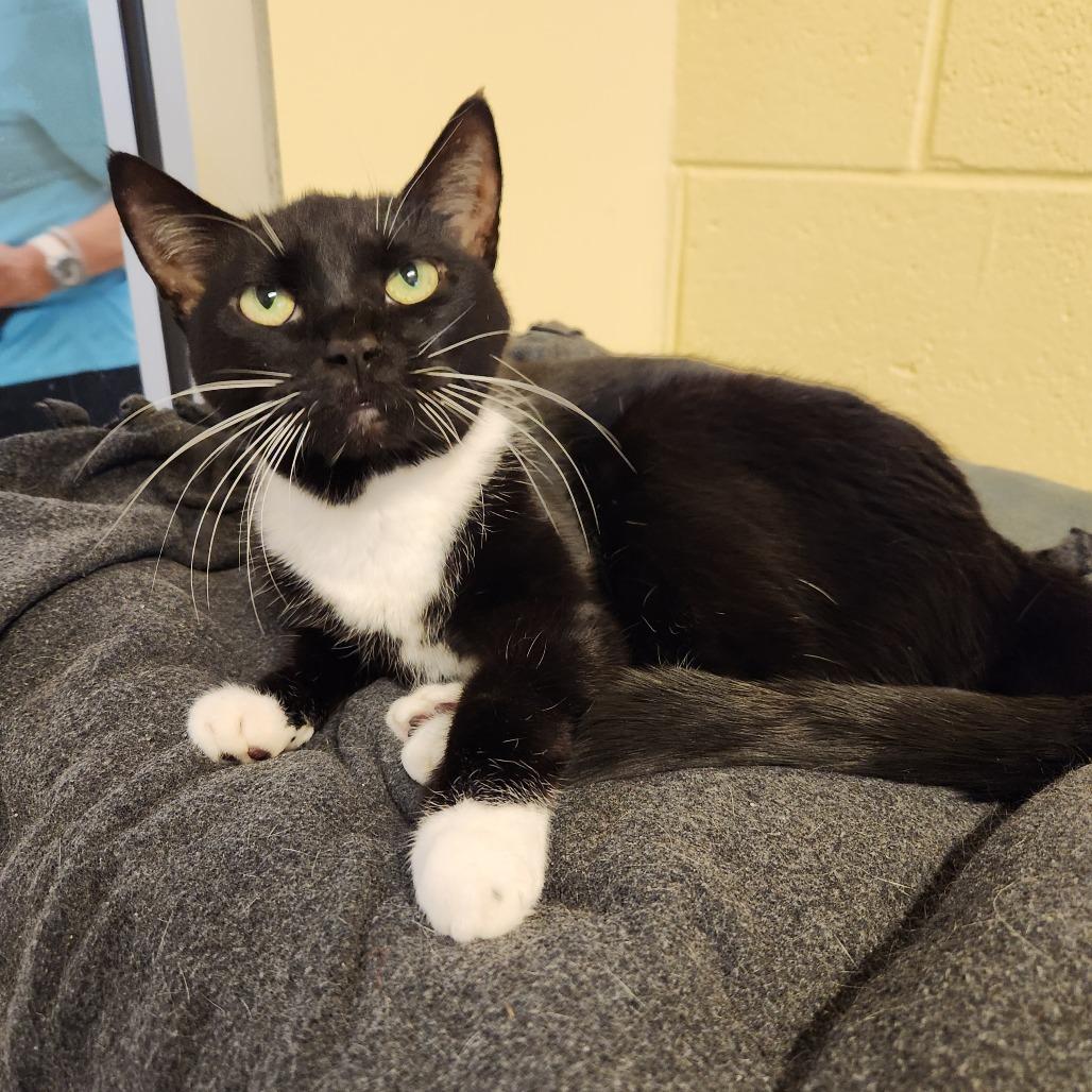 Enlarge Diamond, a Adoptable Domestic Short Hair in Naples, FL image 2/4