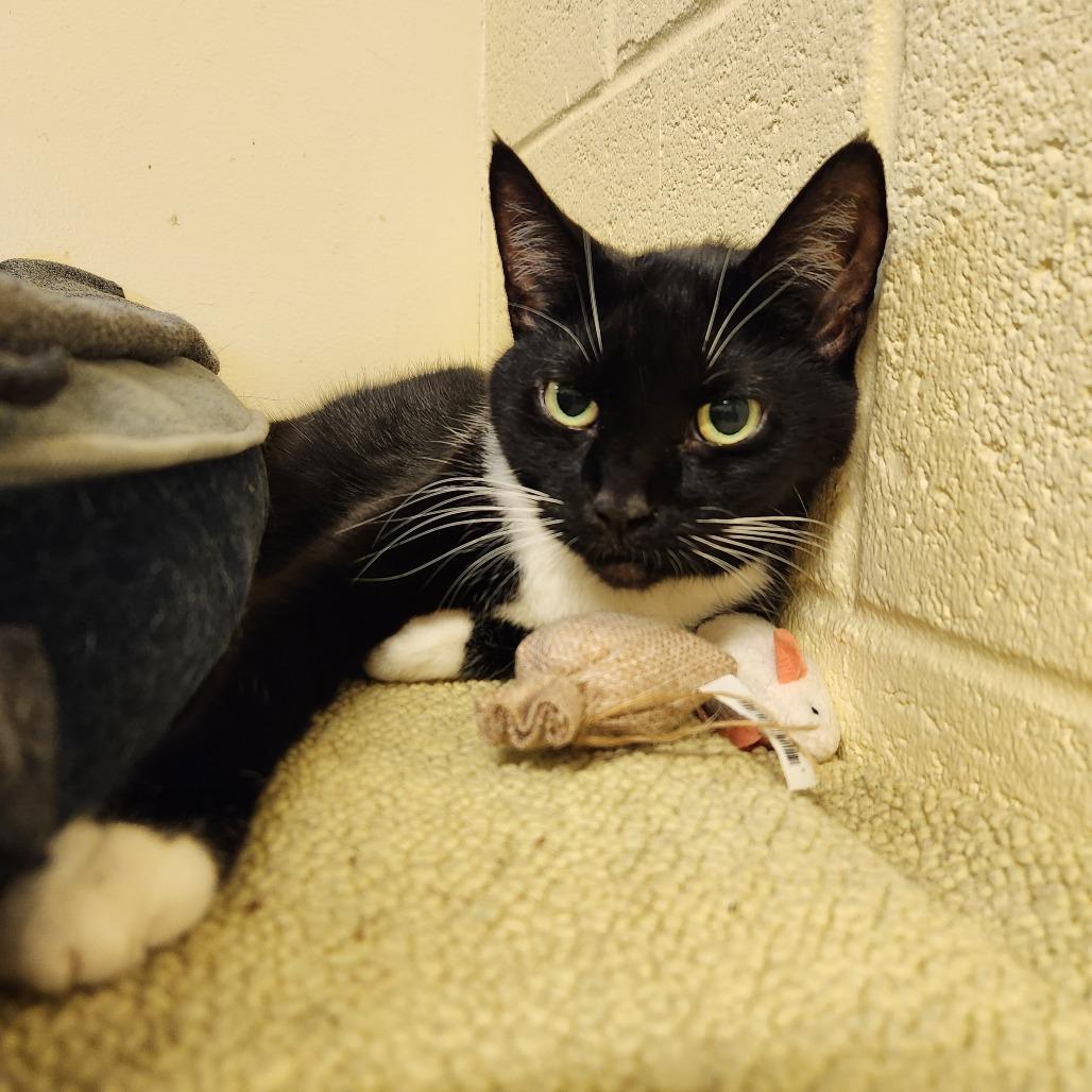 Enlarge Diamond, a Adoptable Domestic Short Hair in Naples, FL image 3/4