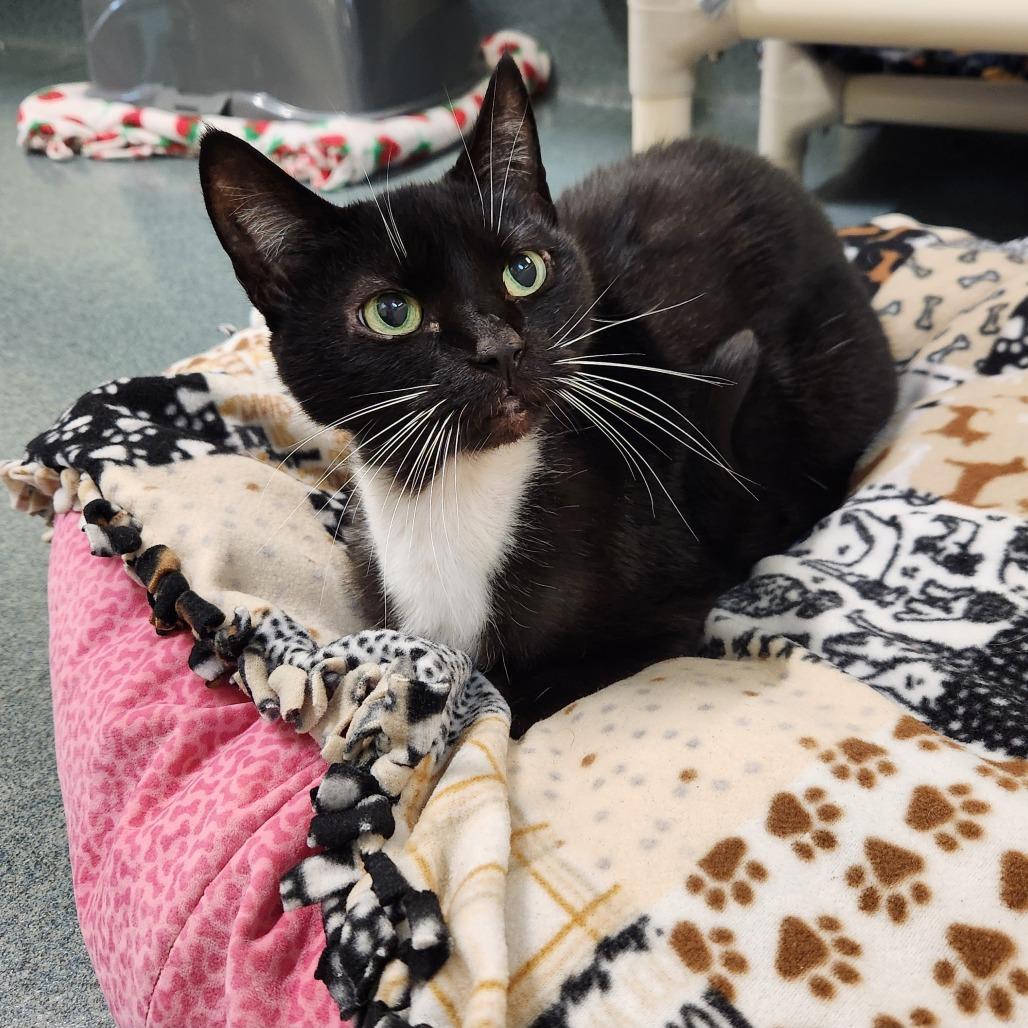 Enlarge Diamond, a Adoptable Domestic Short Hair in Naples, FL image 4/4