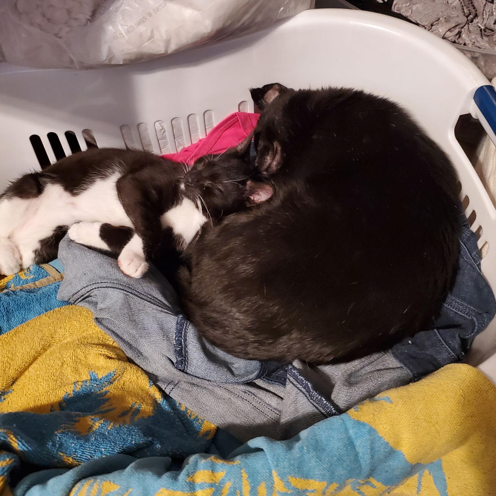 Beau and Guy Fiere (Bonded), Adoptable, Young Male Domestic Short Hair.