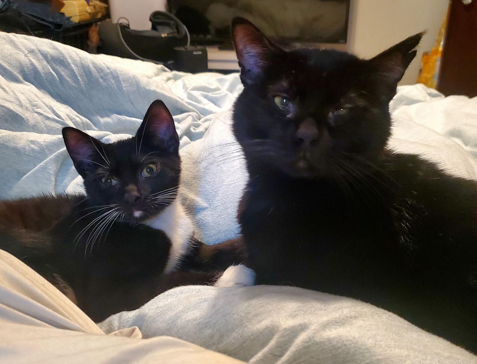 Beau and Guy Fiere (Bonded), a Adoptable Domestic Short Hair in Wheaton, IL image 2/3