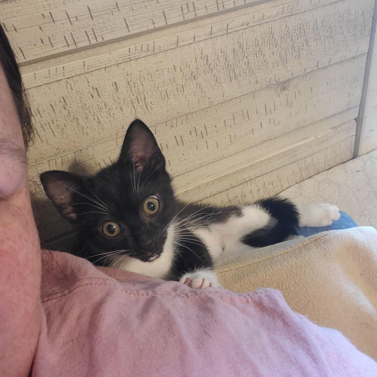 Beau and Guy Fiere (Bonded), a Adoptable Domestic Short Hair in Wheaton, IL image 3/3