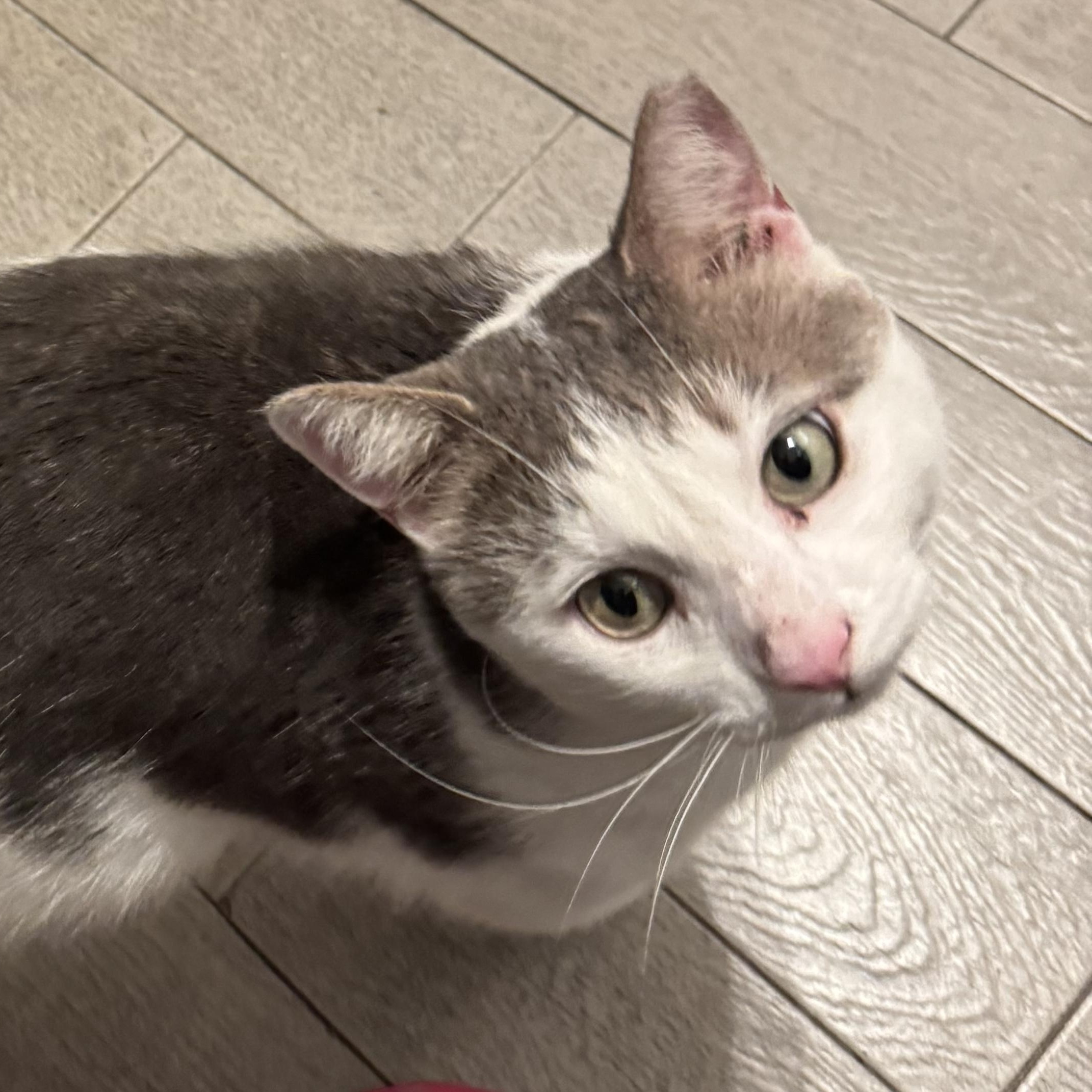 Pixie, Adoptable, Adult Male Domestic Short Hair.