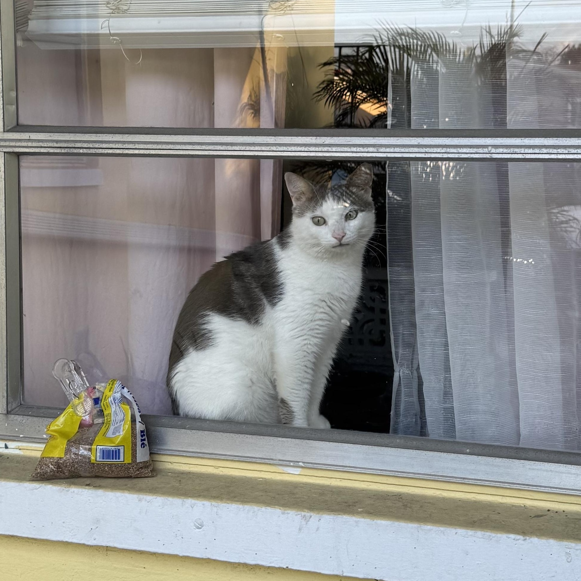 Enlarge Pixie, a Adoptable mixed breed in Norwich, VT image 5/5