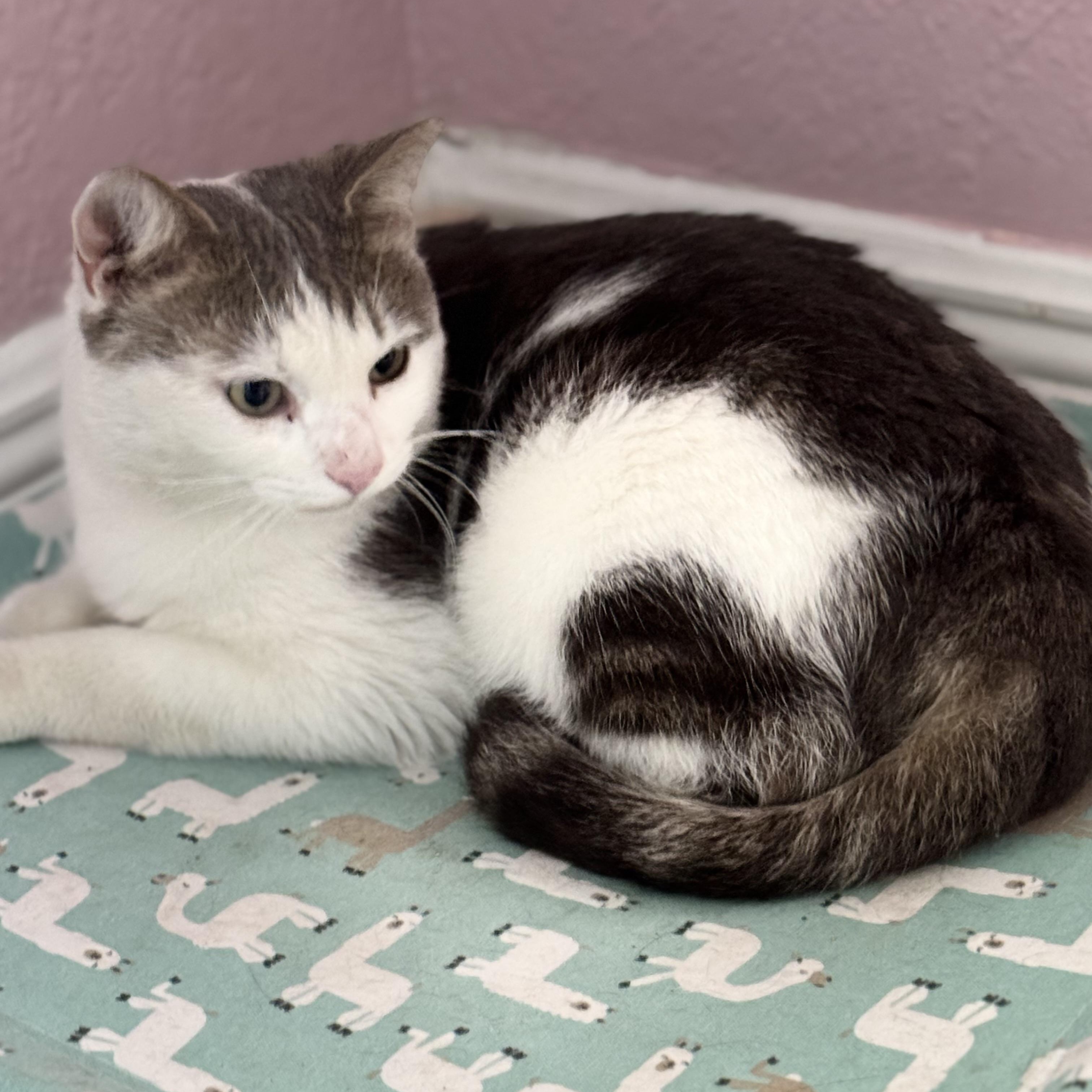 Enlarge Pixie, a Adoptable mixed breed in Norwich, VT image 4/5