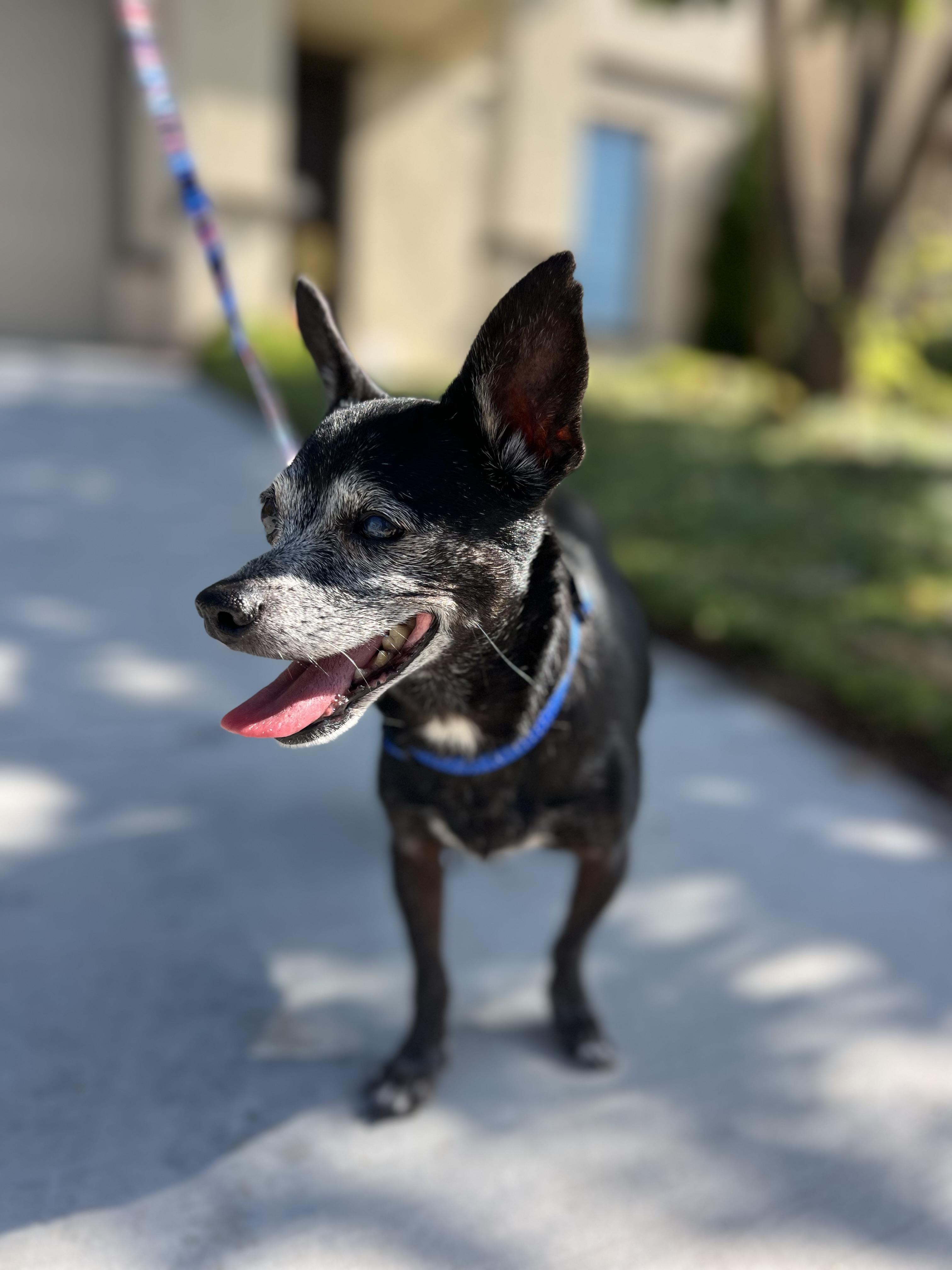 Enlarge Bridgitte - (meaning strength), a Adoptable Chihuahua in MURRIETA, CA image 1/6
