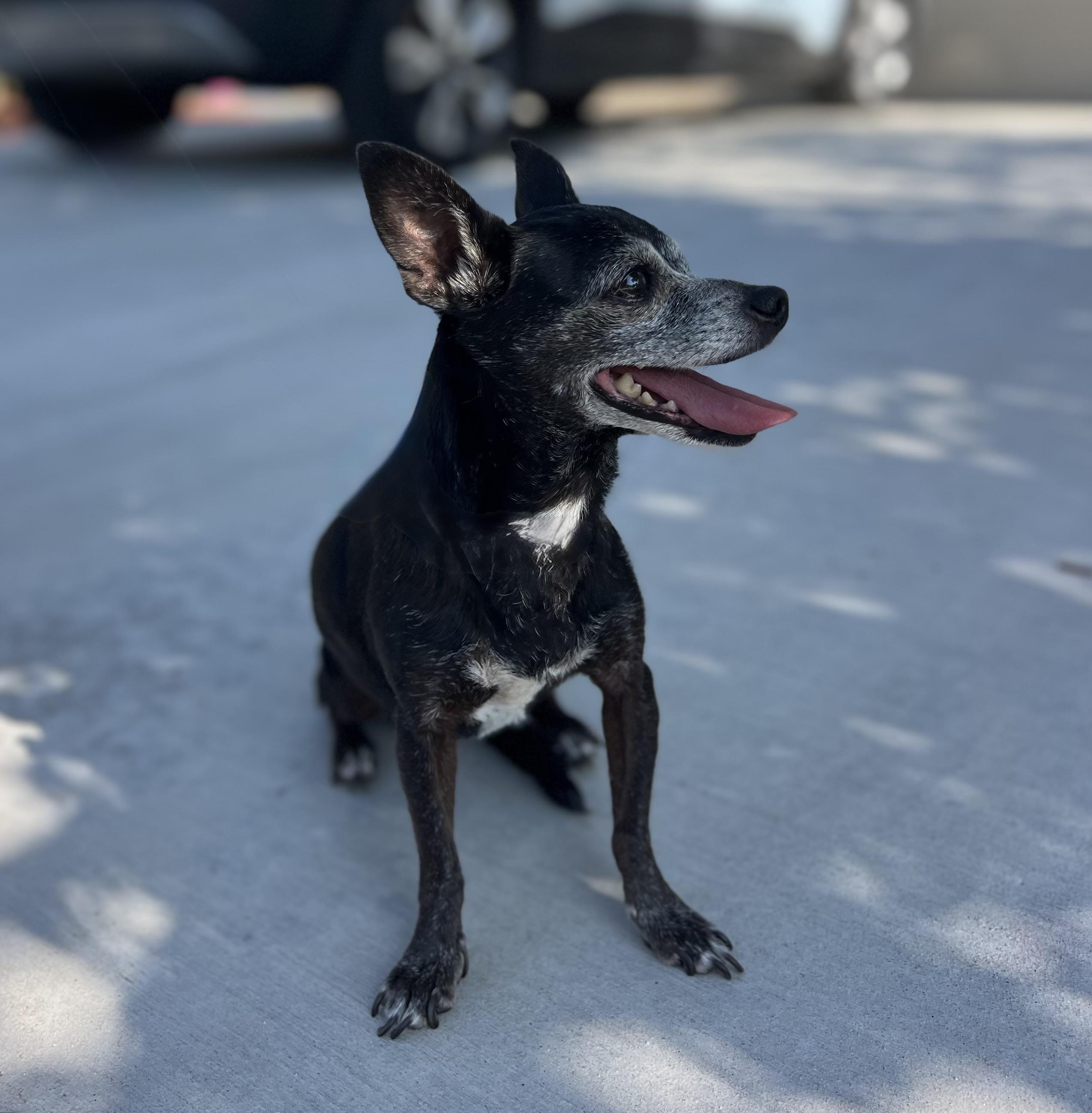 Enlarge Bridgitte - (meaning strength), a Adoptable Chihuahua in MURRIETA, CA image 2/6