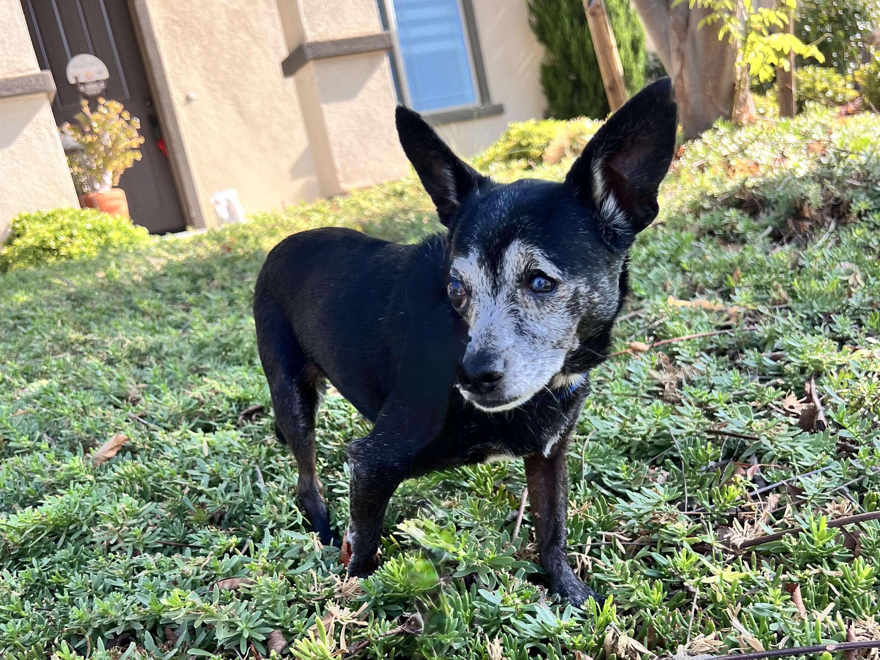 Enlarge Bridgitte - (meaning strength), a Adoptable Chihuahua in MURRIETA, CA image 3/6