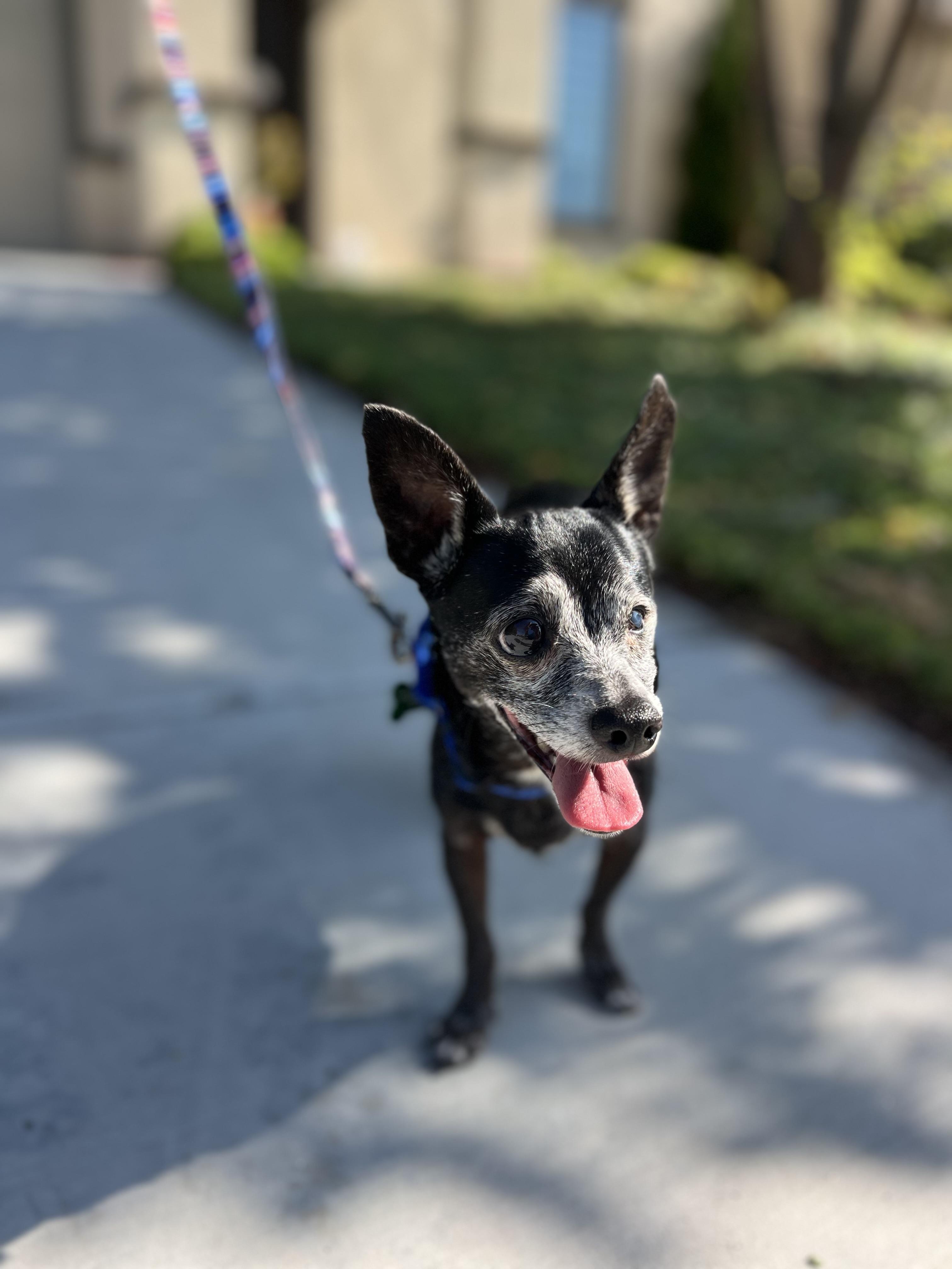 Enlarge Bridgitte - (meaning strength), a Adoptable Chihuahua in MURRIETA, CA image 4/6