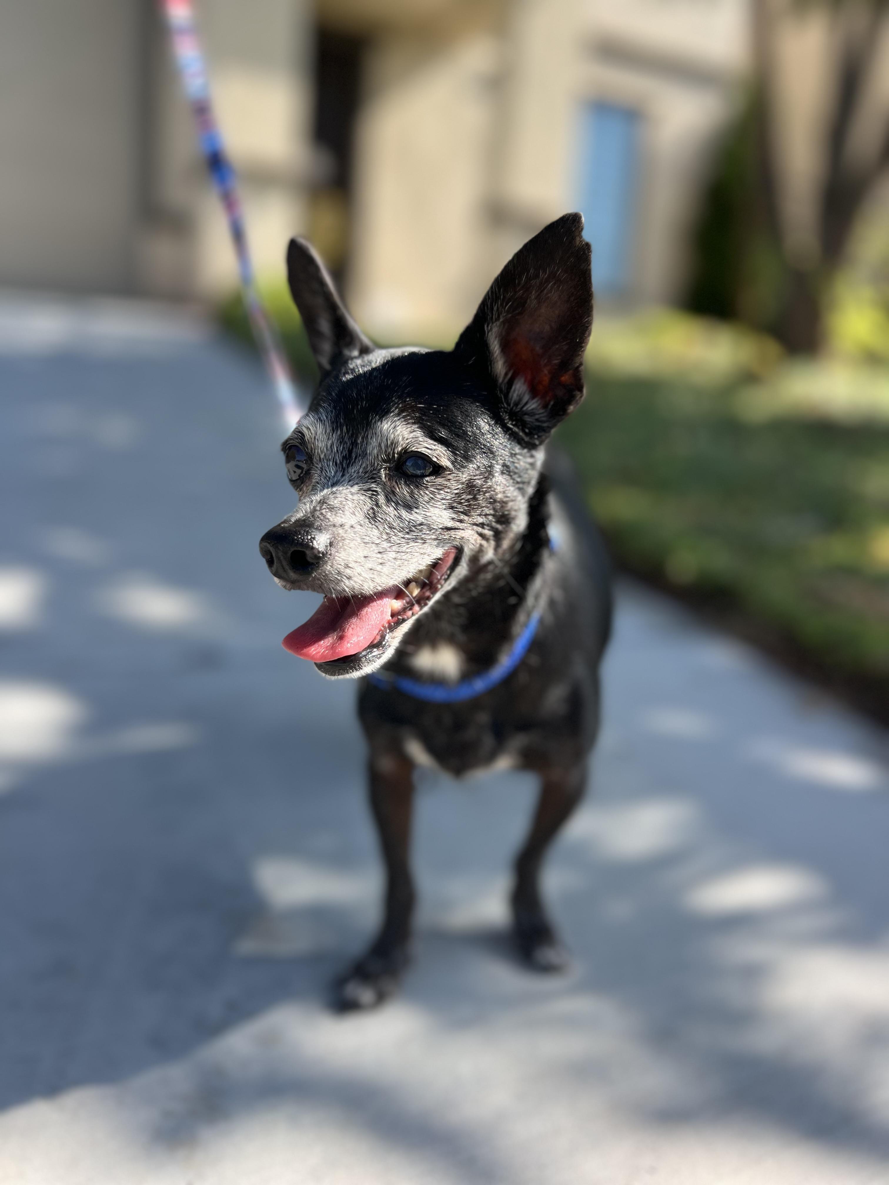 Enlarge Bridgitte - (meaning strength), a Adoptable Chihuahua in MURRIETA, CA image 5/6