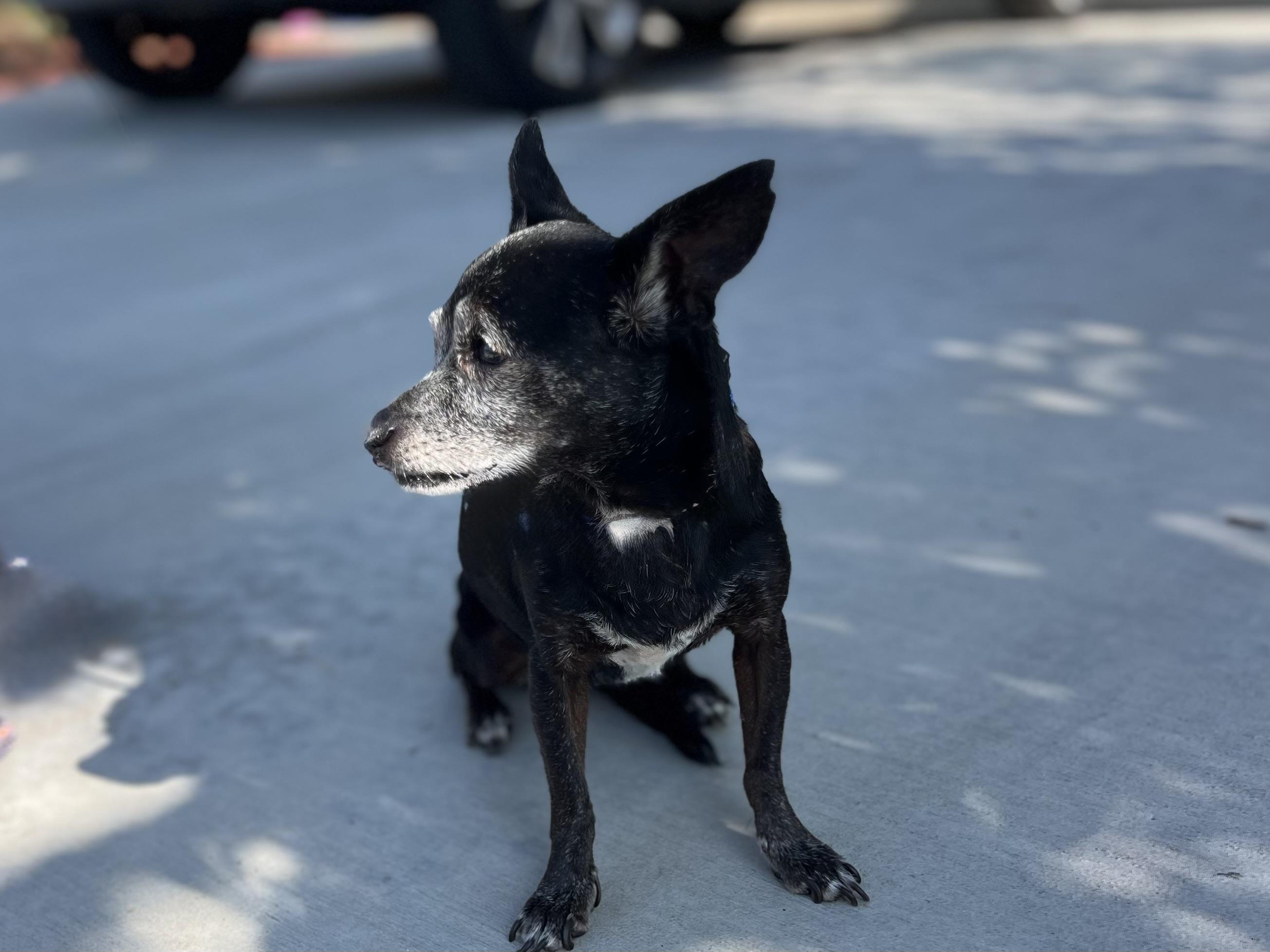 Enlarge Bridgitte - (meaning strength), a Adoptable Chihuahua in MURRIETA, CA image 6/6