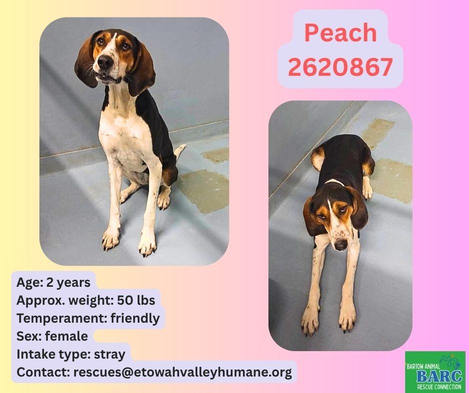 Enlarge [PENDING EUTH] Peach, a ADOPTABLE Black and Tan Coonhound in Willoughby, OH image 1/3