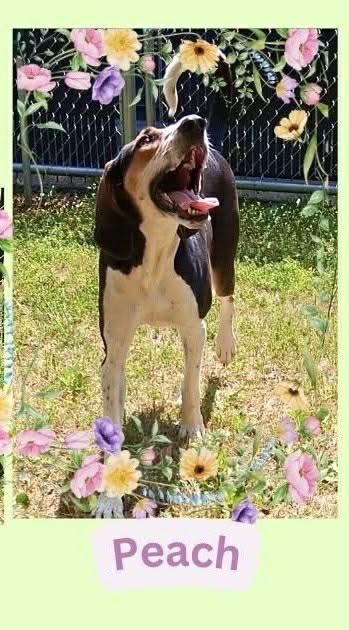 Enlarge [PENDING EUTH] Peach, a ADOPTABLE Black and Tan Coonhound in Willoughby, OH image 3/3