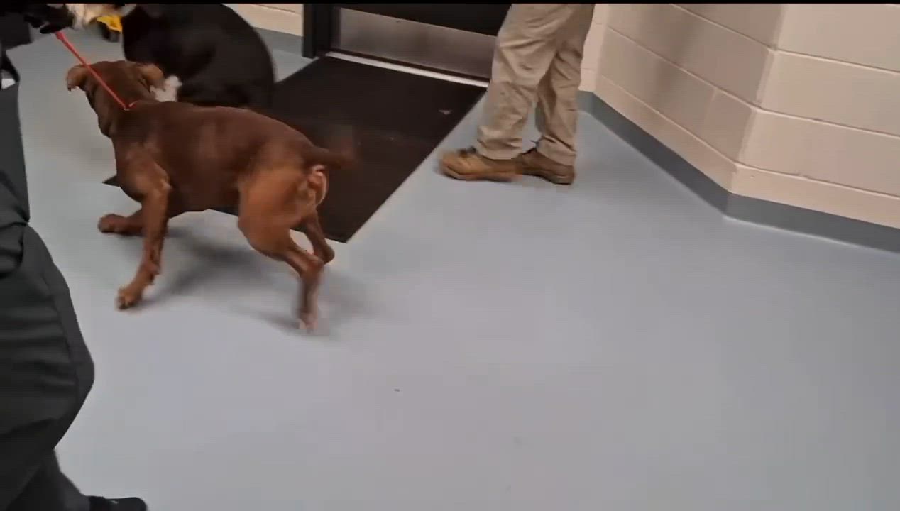 Enlarge [PENDING EUTH] Peach, a ADOPTABLE Black and Tan Coonhound in Willoughby, OH video 2/3