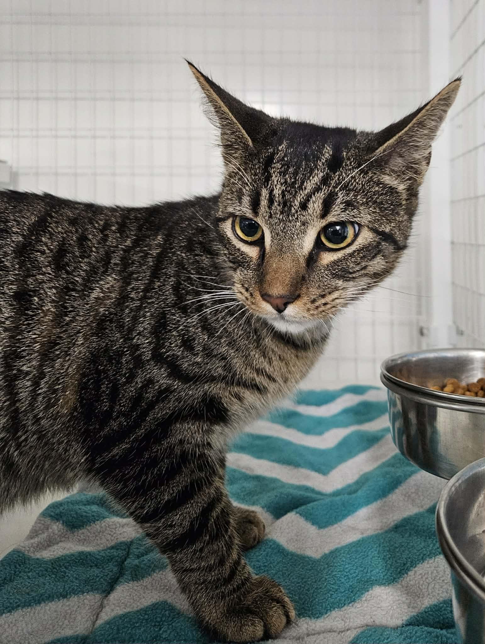 Enlarge Mr. Bean, a ADOPTABLE Domestic Short Hair in Claremont, NH image 1/1