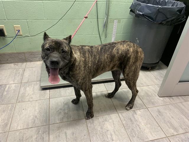 Enlarge MAGNOLIA, a Adoptable mixed breed in Grand Prairie, TX image 1/1