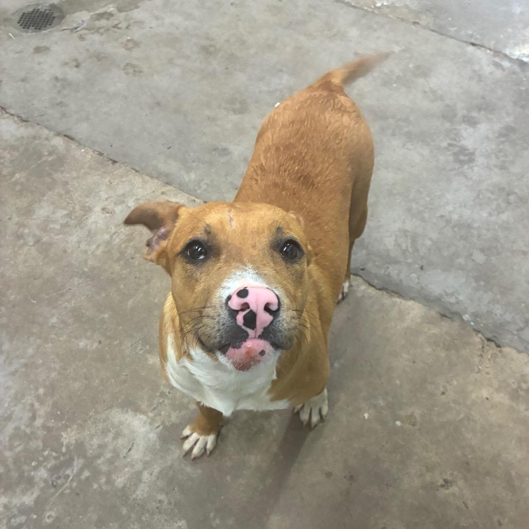 Enlarge Q tip, a Adoptable Mixed Breed in Corbin, KY image 1/6