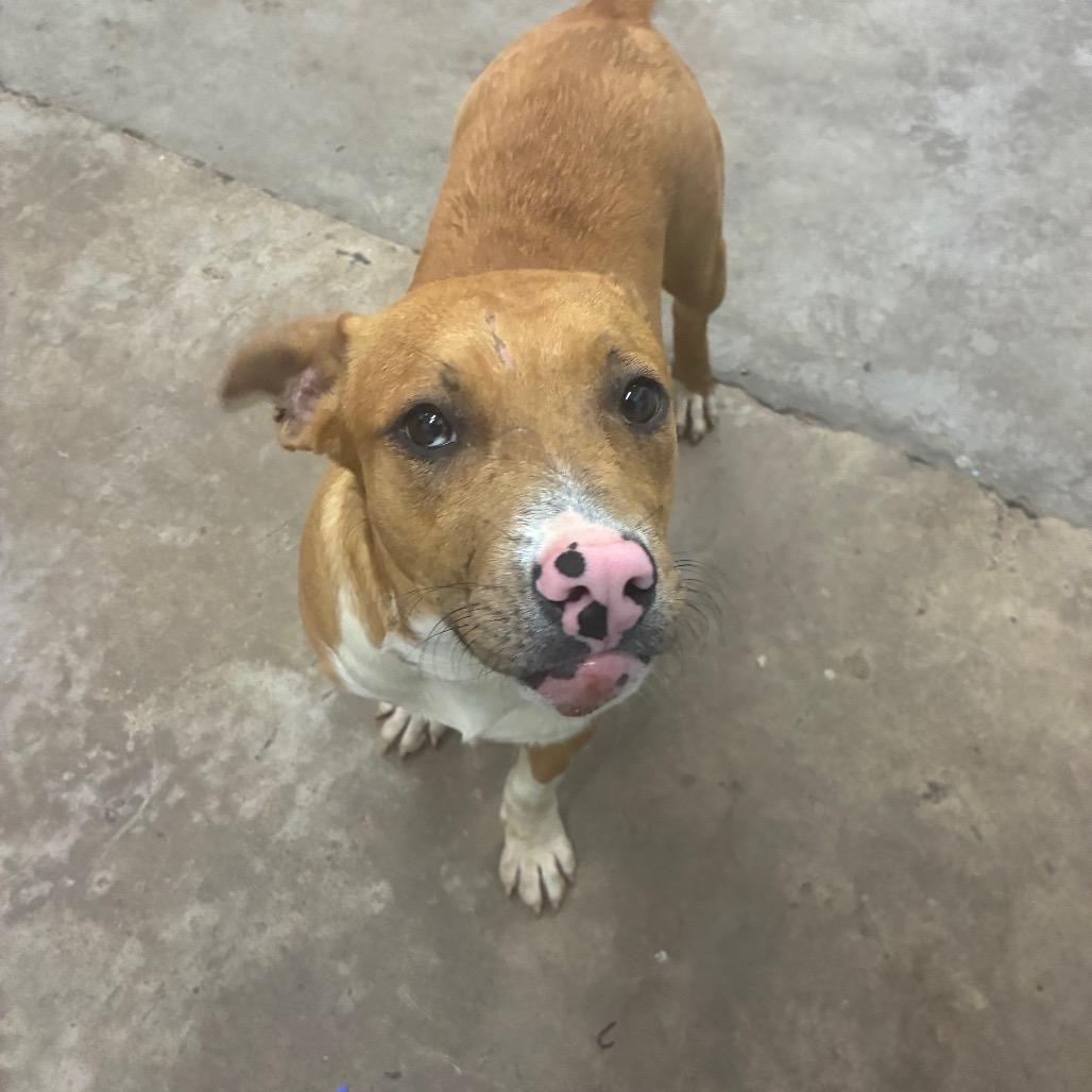 Enlarge Q tip, a Adoptable Mixed Breed in Corbin, KY image 2/6