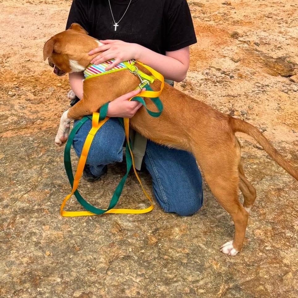 Enlarge Q tip, a Adoptable Mixed Breed in Corbin, KY image 3/6