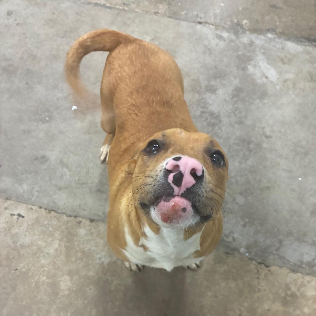 Enlarge Q tip, a Adoptable Mixed Breed in Corbin, KY image 4/6