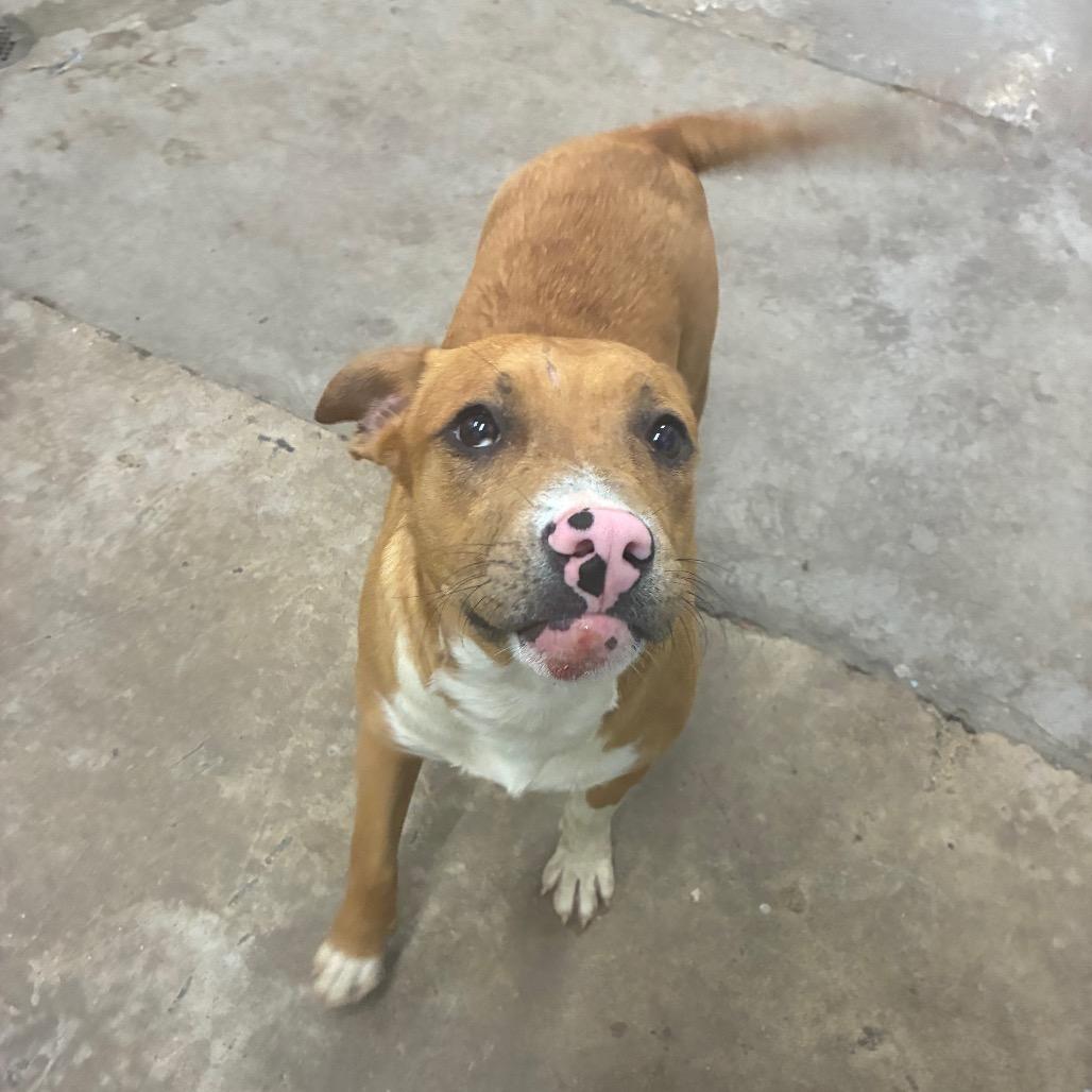 Enlarge Q tip, a Adoptable Mixed Breed in Corbin, KY image 5/6