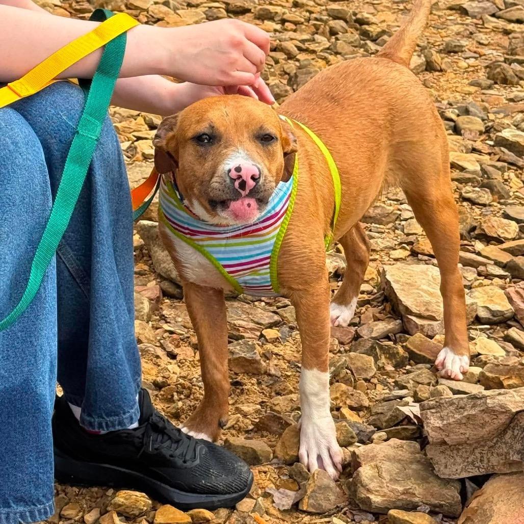 Enlarge Q tip, a Adoptable Mixed Breed in Corbin, KY image 6/6