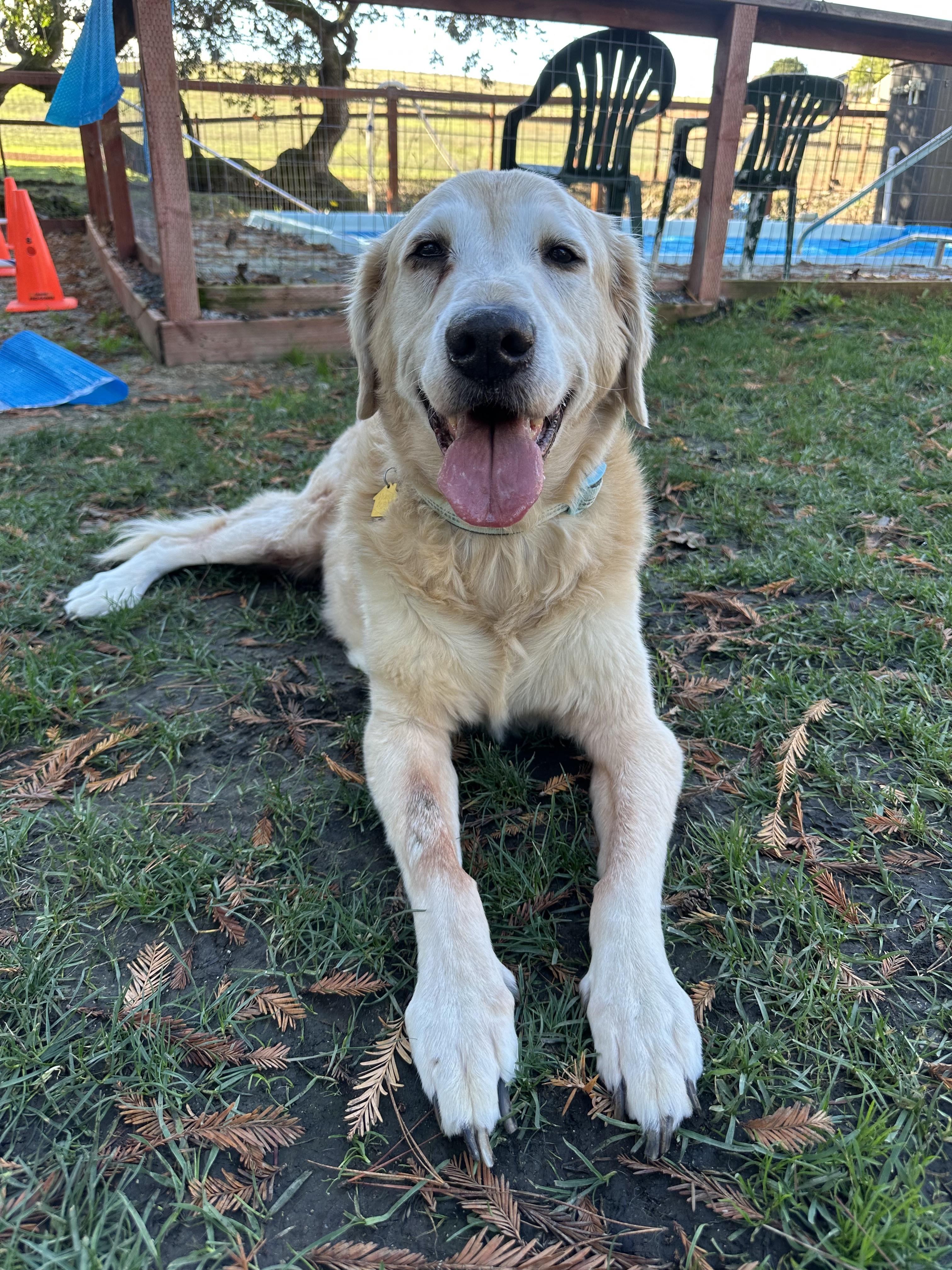 Doug, Adoptable, Senior Male Golden Retriever.