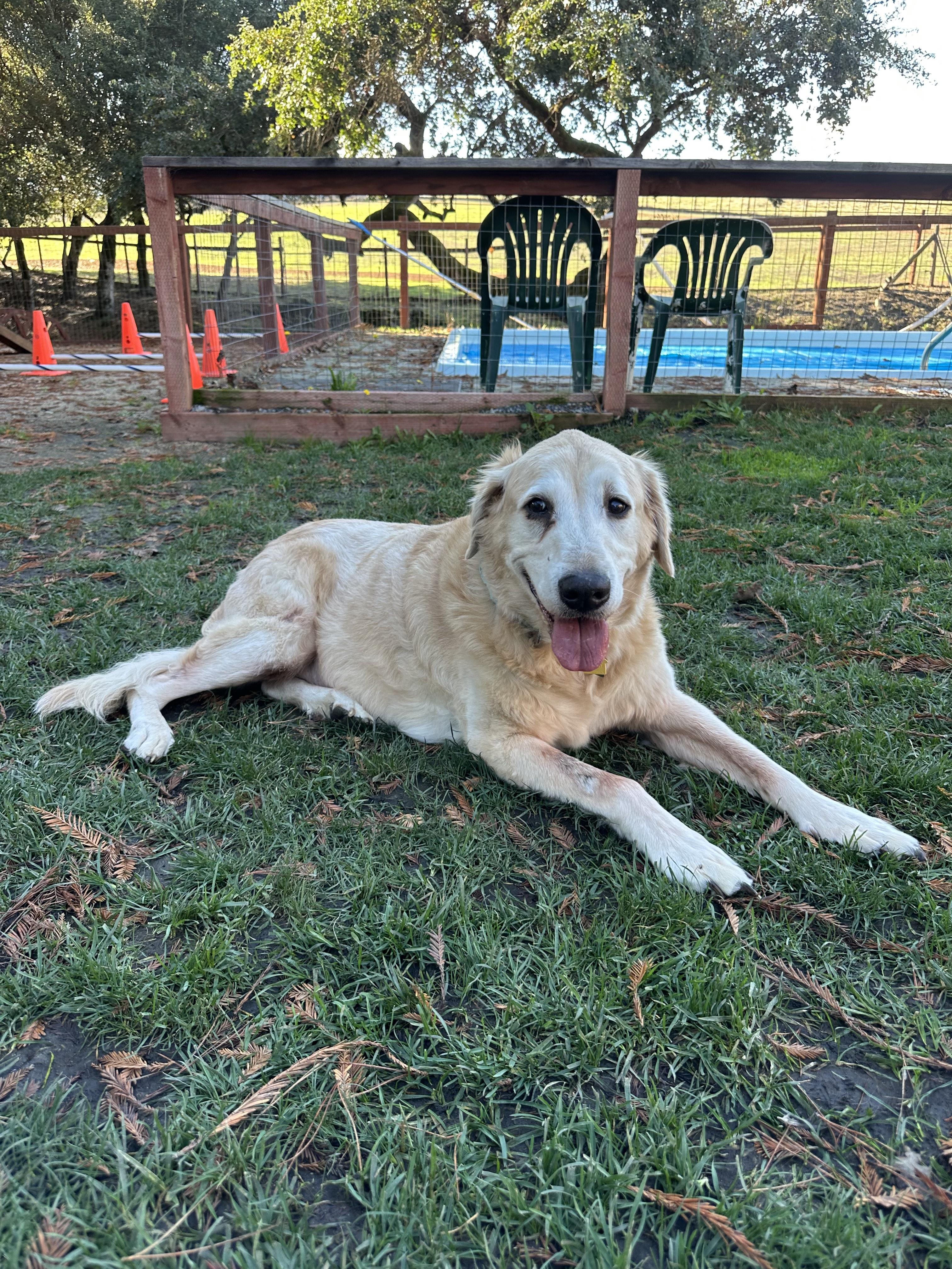 Enlarge Doug, a Adoptable Golden Retriever in Petaluma, CA image 2/2