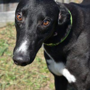 TNT ARTEMIS, Adopted, Adult Female Greyhound.