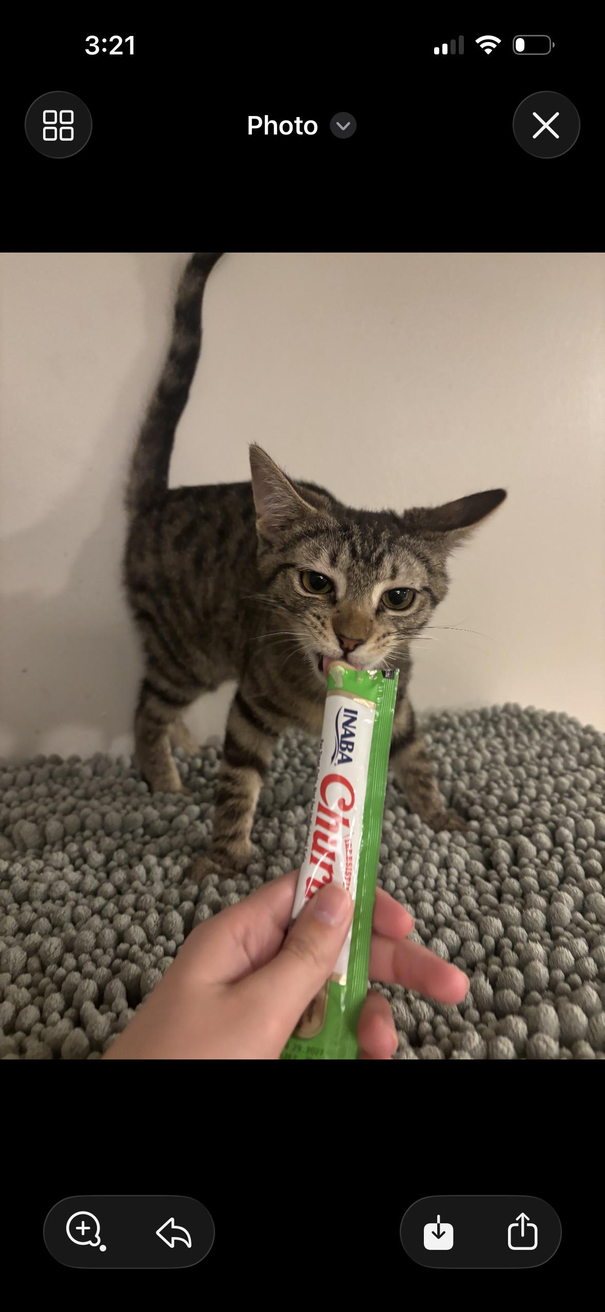 Enlarge Havarti Cheese, a ADOPTABLE Tabby in Woodlawn, TN image 1/1